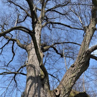 lípa - stará větvení