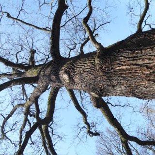 dub letní - větvení