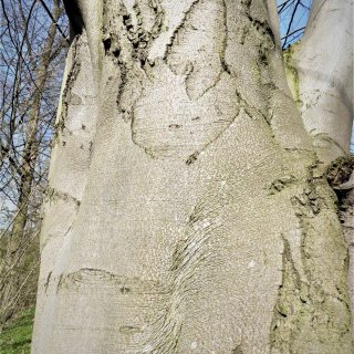 buk - stříbřitá borka