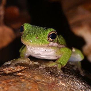 Rosnička karolínská