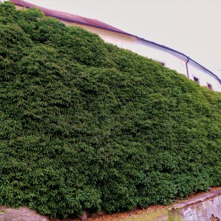 Souvislý porost břečťanu