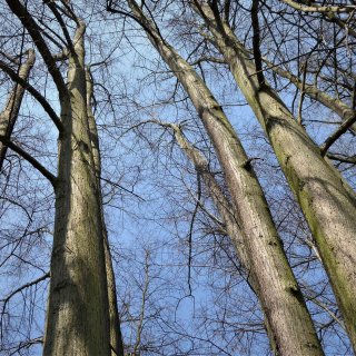 lípa - zmnožené kmeny větvení