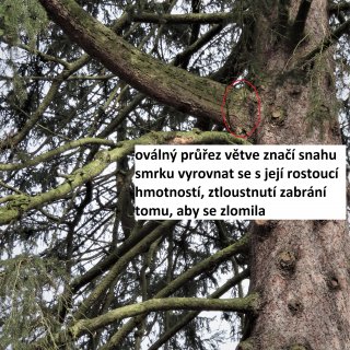 smrk - oválný průřez větví