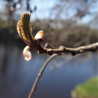 olše - rašící list