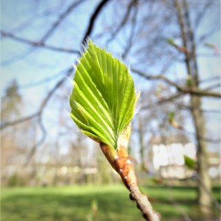 buk - rašící list